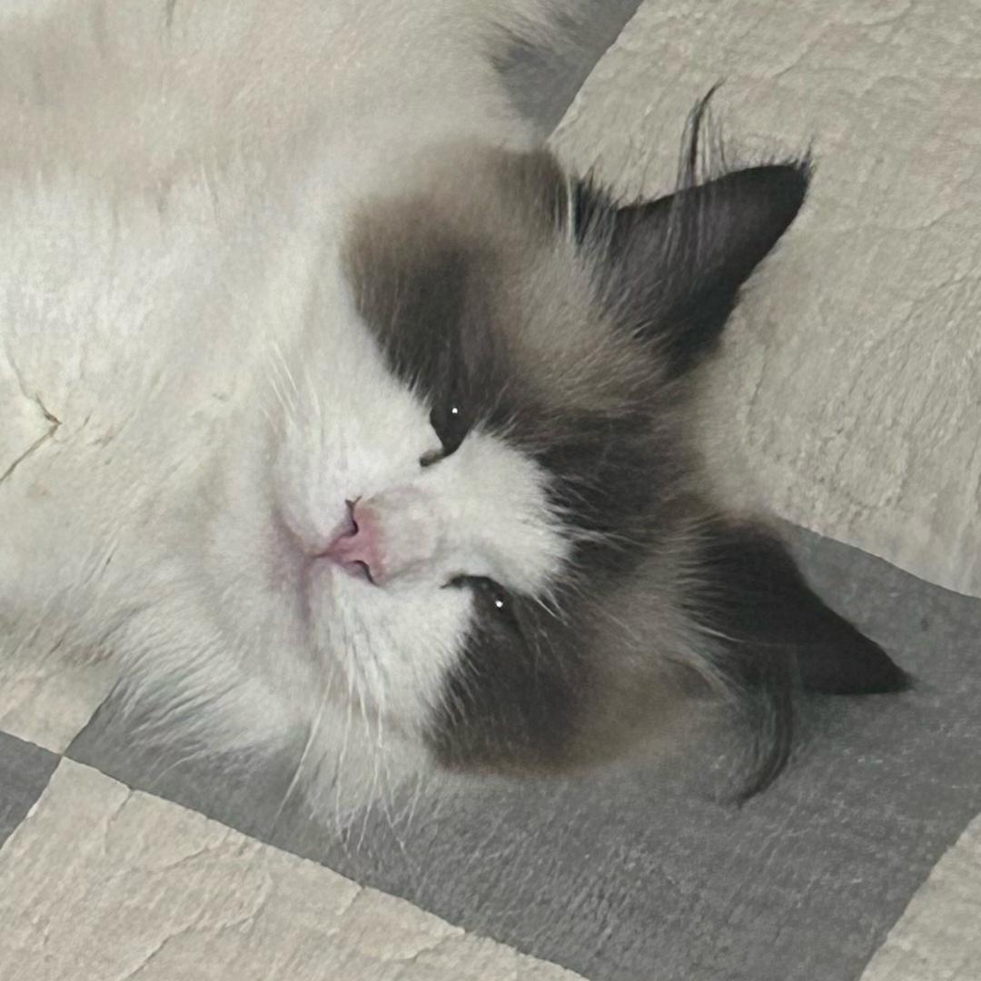 萱