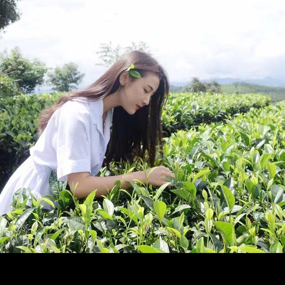 小雨茶叶-源头茶企