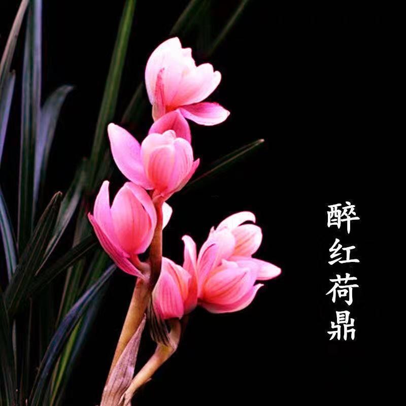 连城良心兰圃