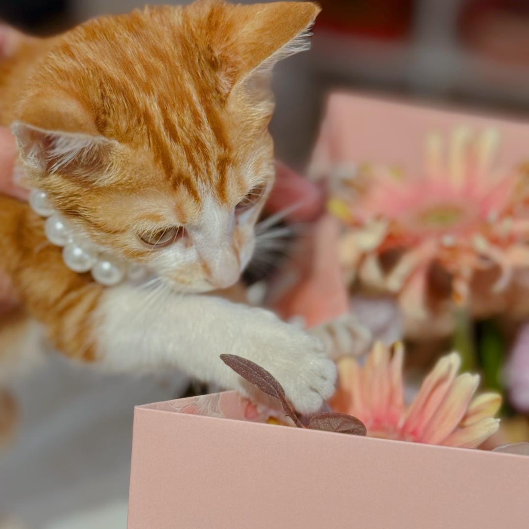 小花·猫