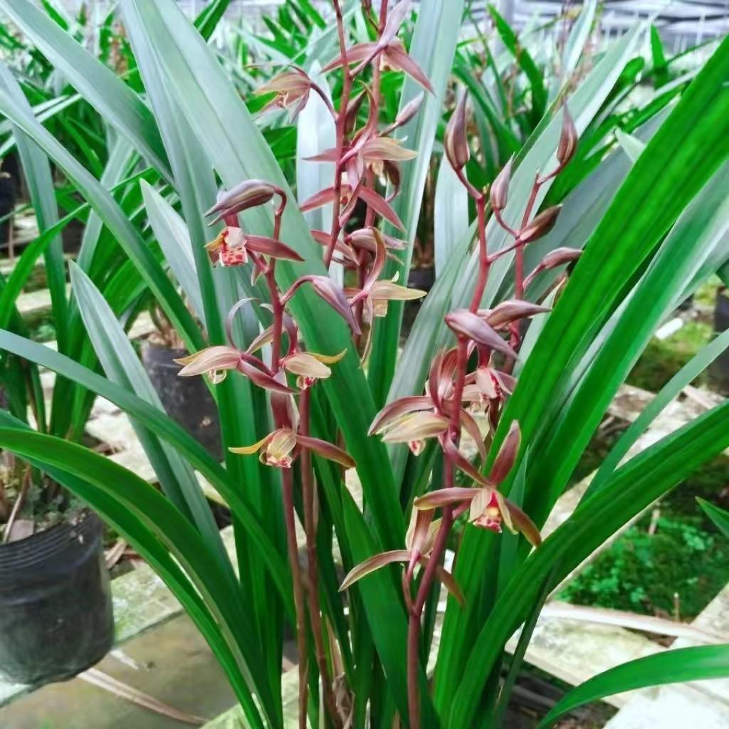 彩云阁花艺