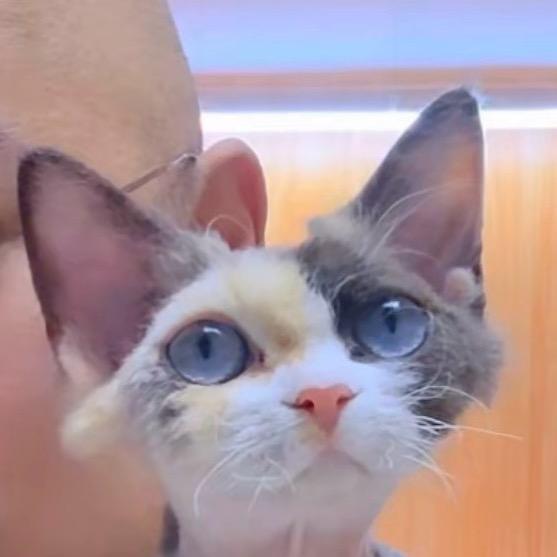 南香驰德文卷毛猫