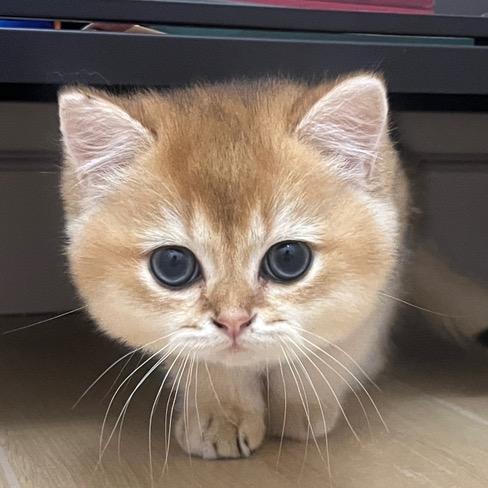 我是肉包呀🐱