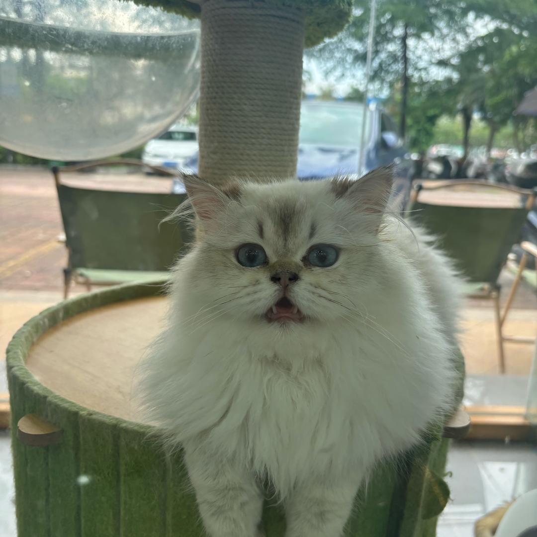瞳瞳是只🐱