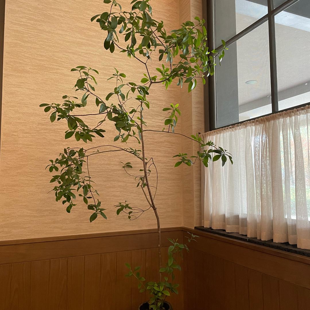 握瑜怀瑾