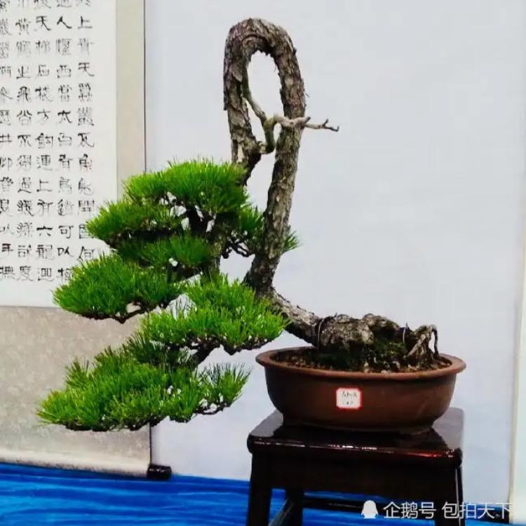 果果盆栽