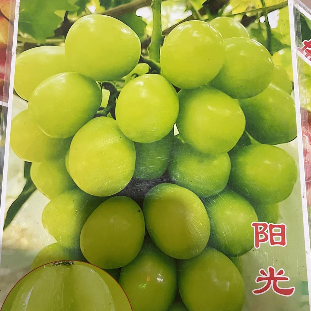 强超果树苗木专营店
