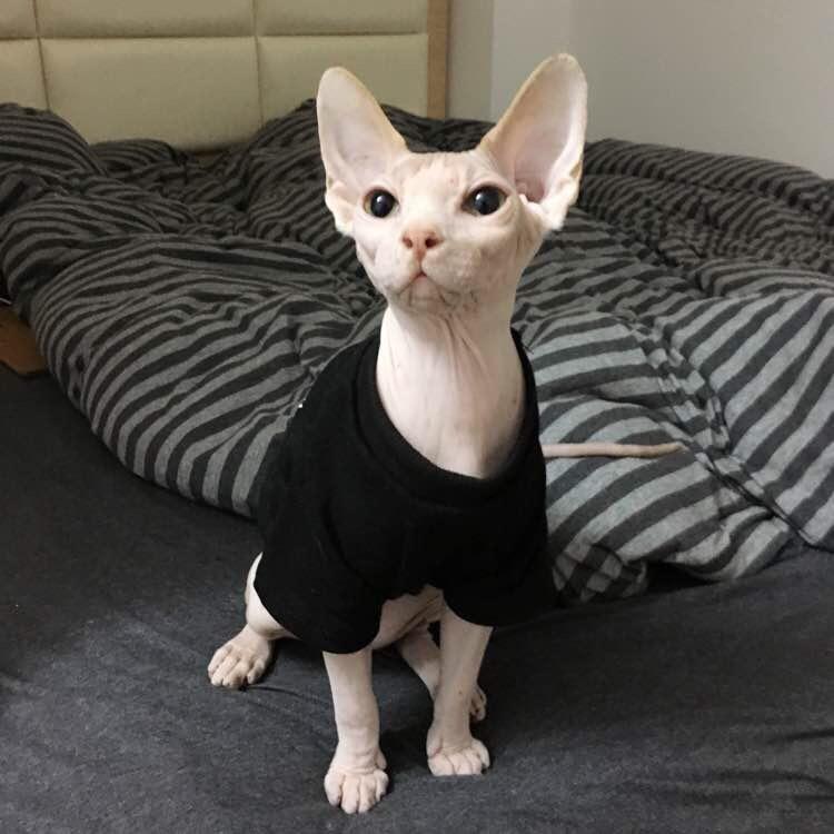 不思进取的废物i