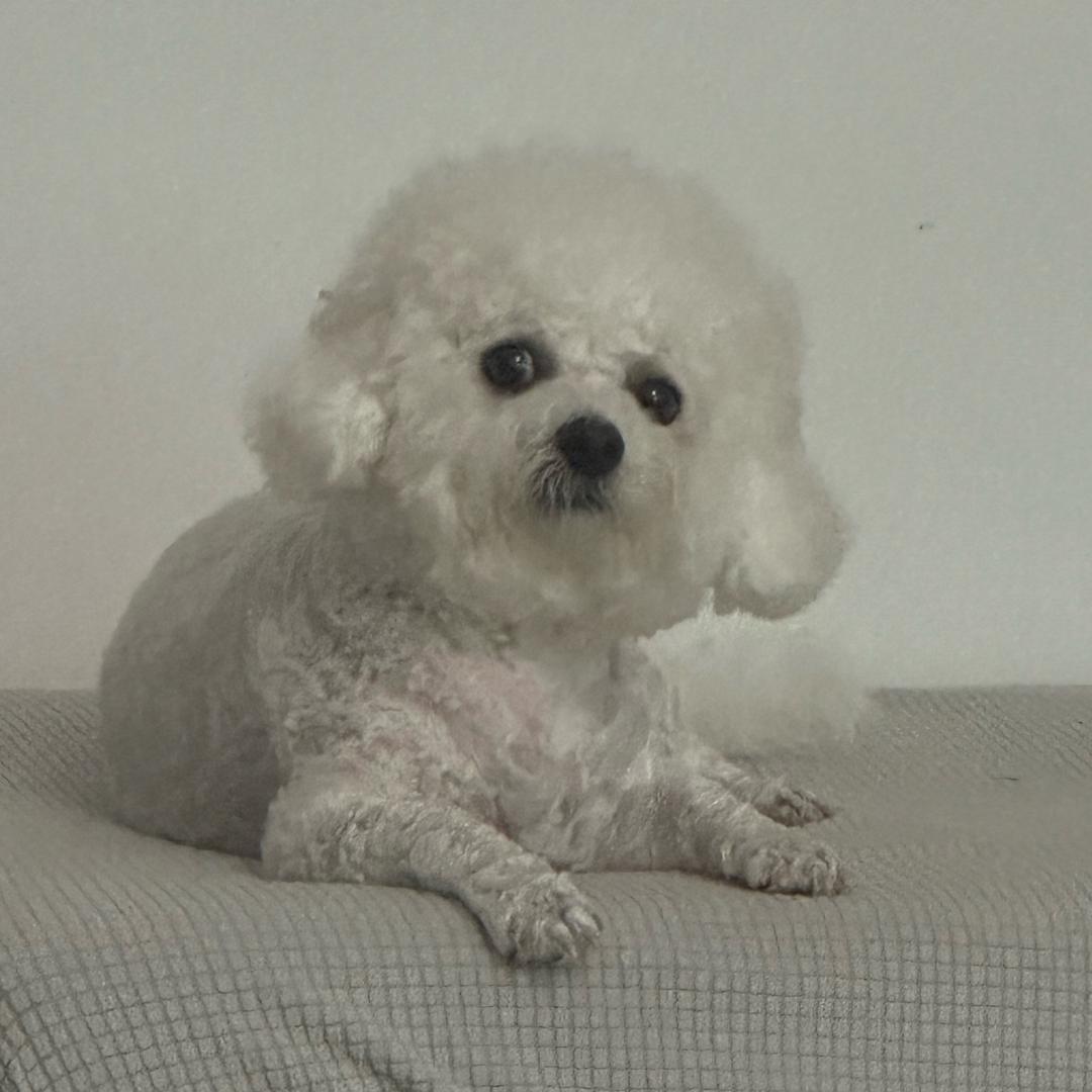 阿翔