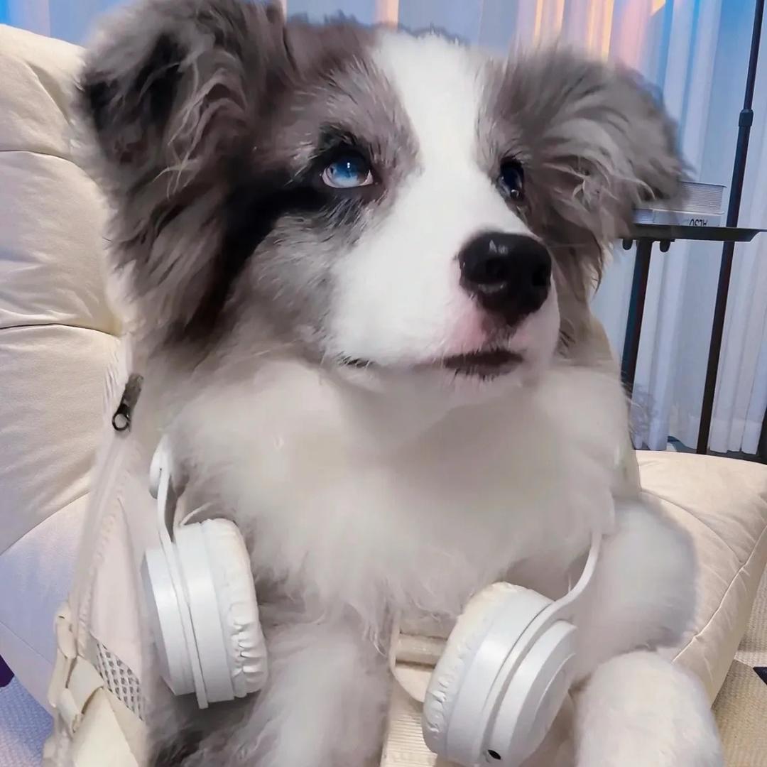 边牧🐶  3大队