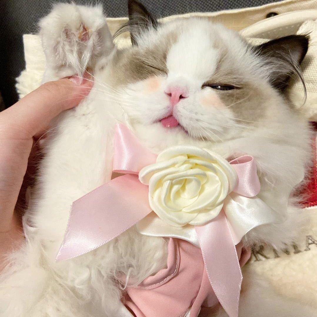 瑶瑶家的猫