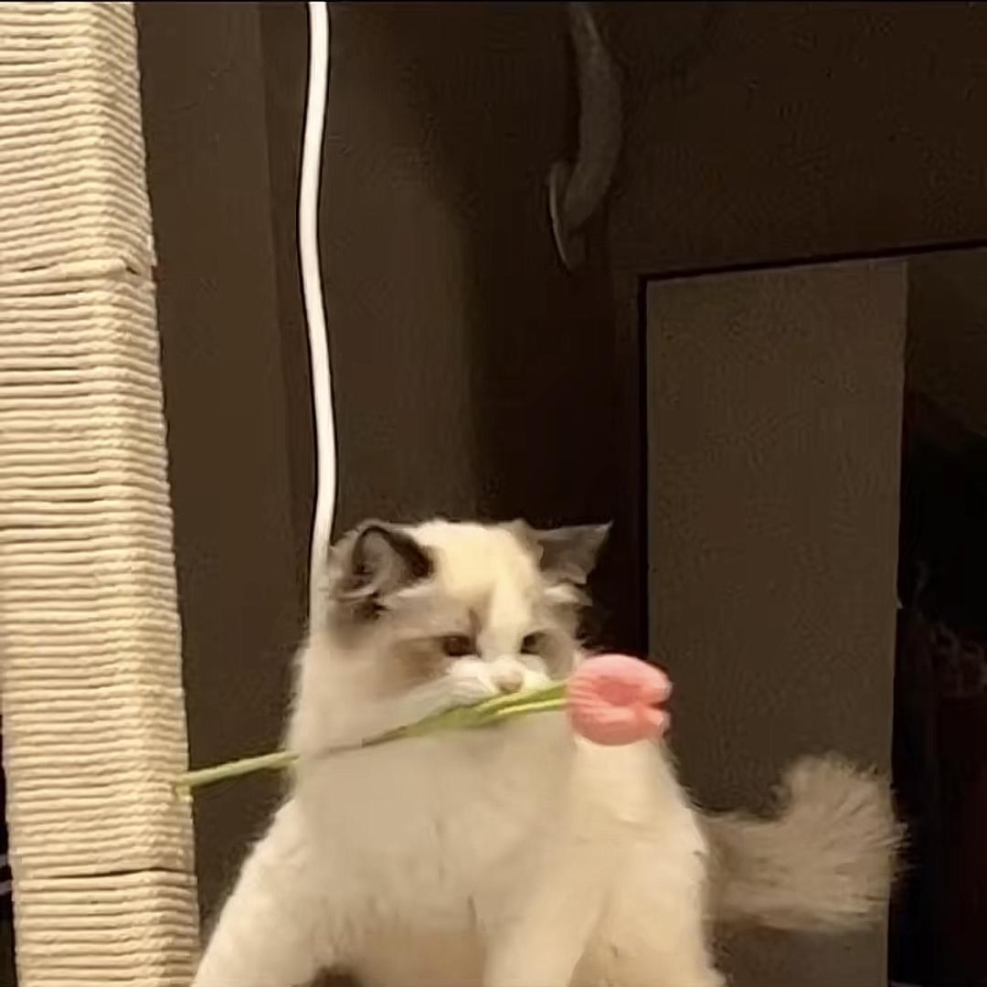 桂花载酒