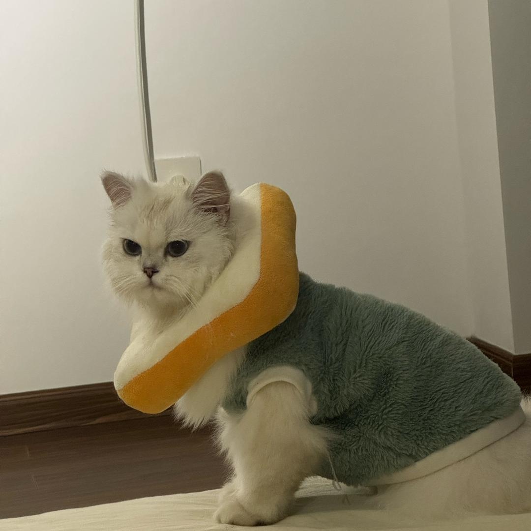 呆明不会喝