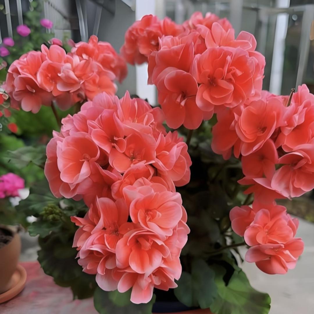 青州市花财花卉