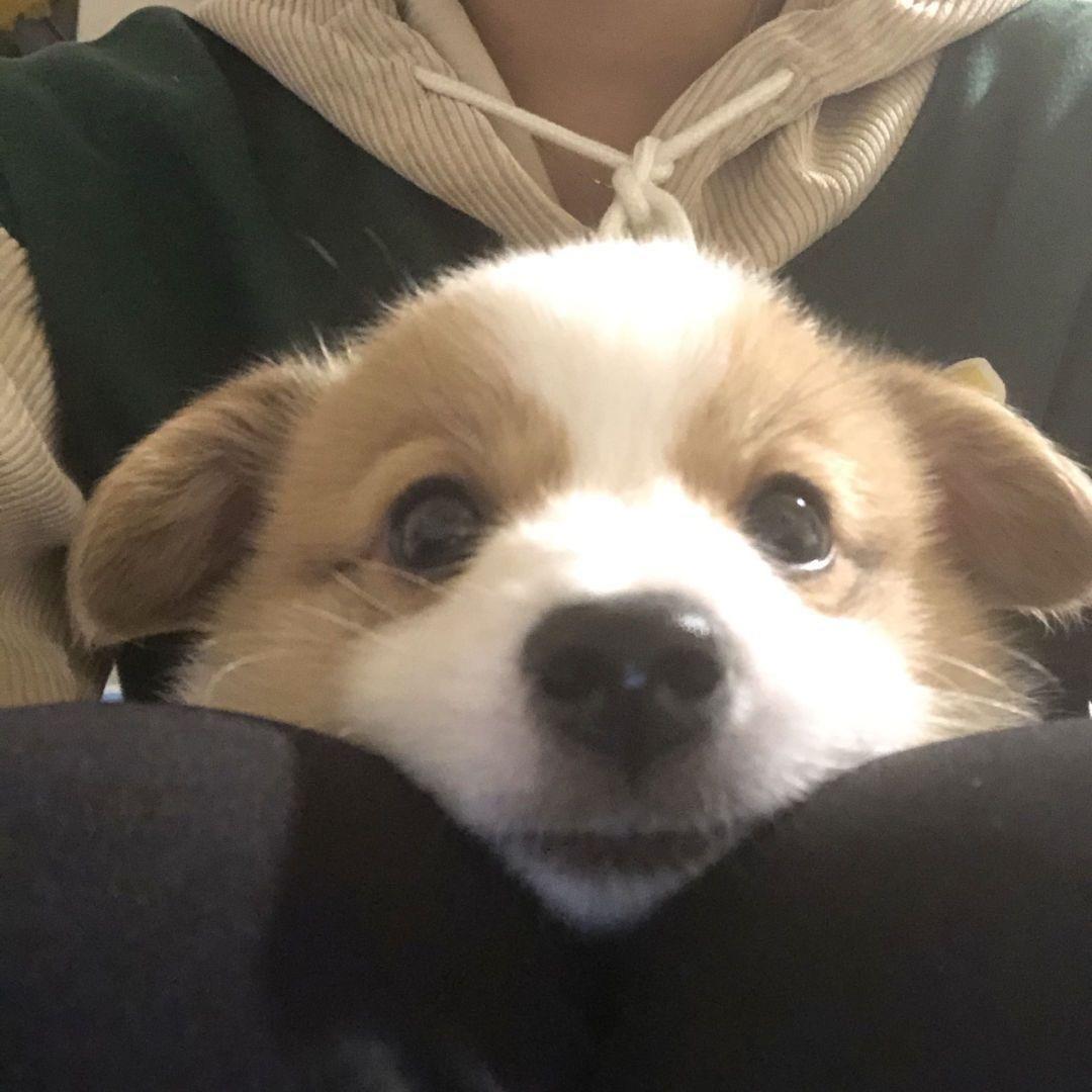 鹿鹿爱吃胡蘿蔔🥕