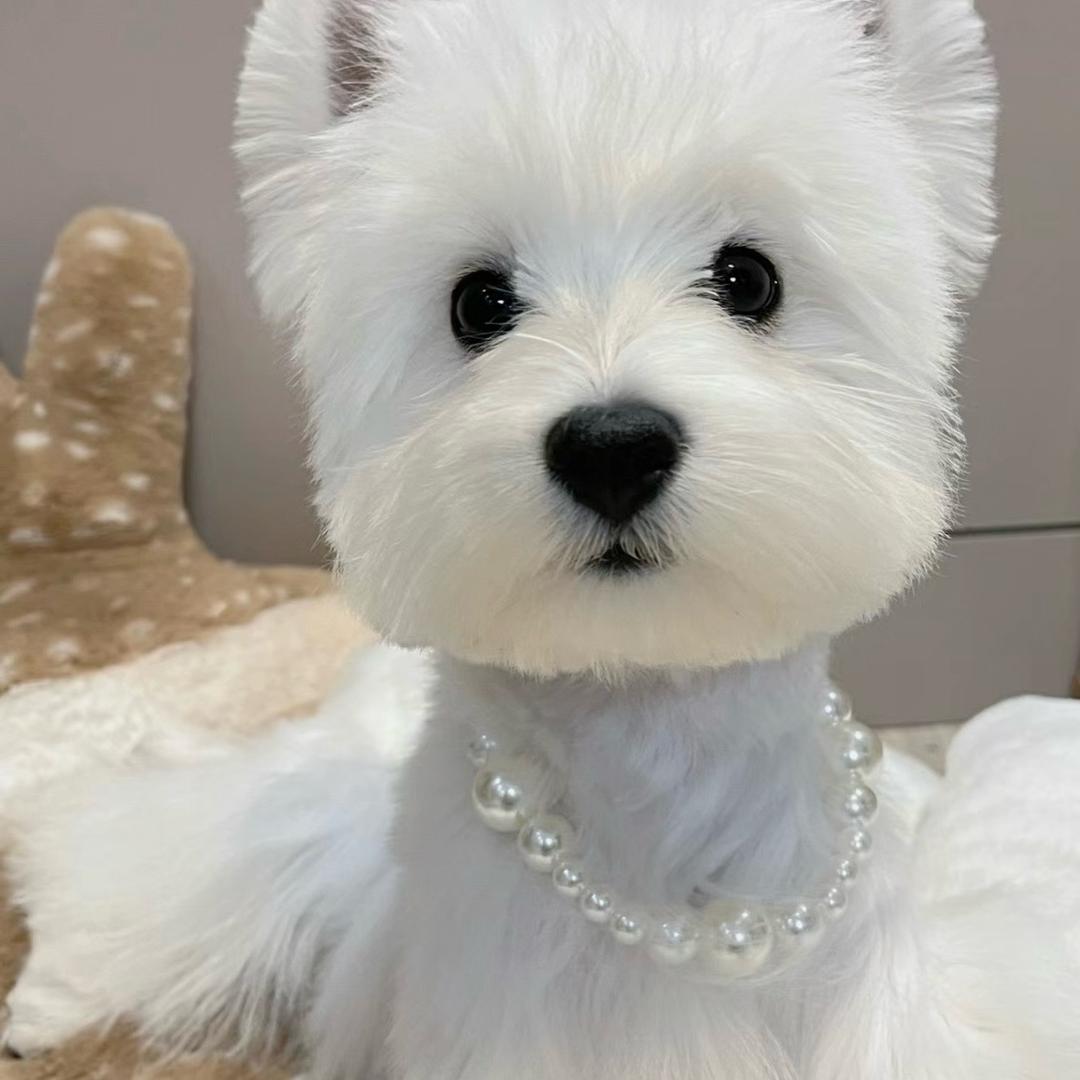 七七西高地（买🐶私聊）