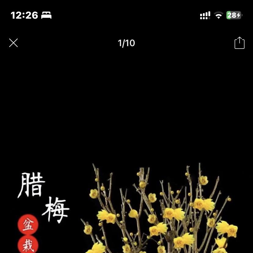 绿之苑盆景园