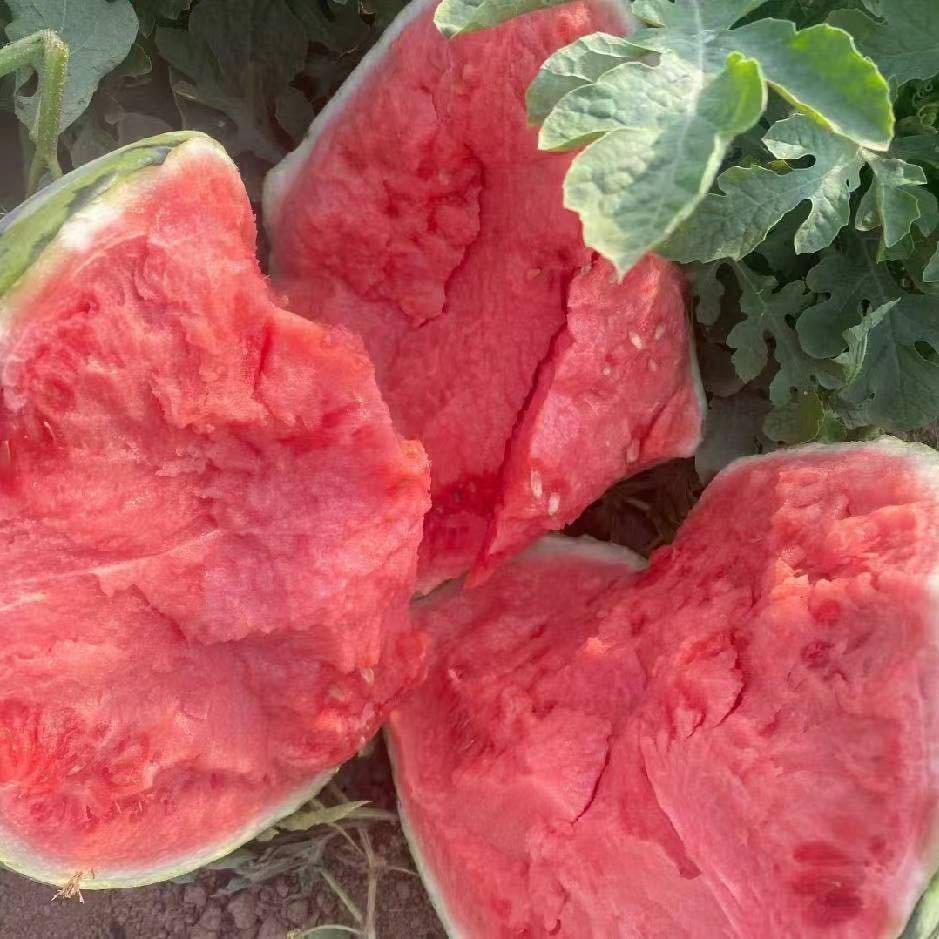 诚信赢天下🍉