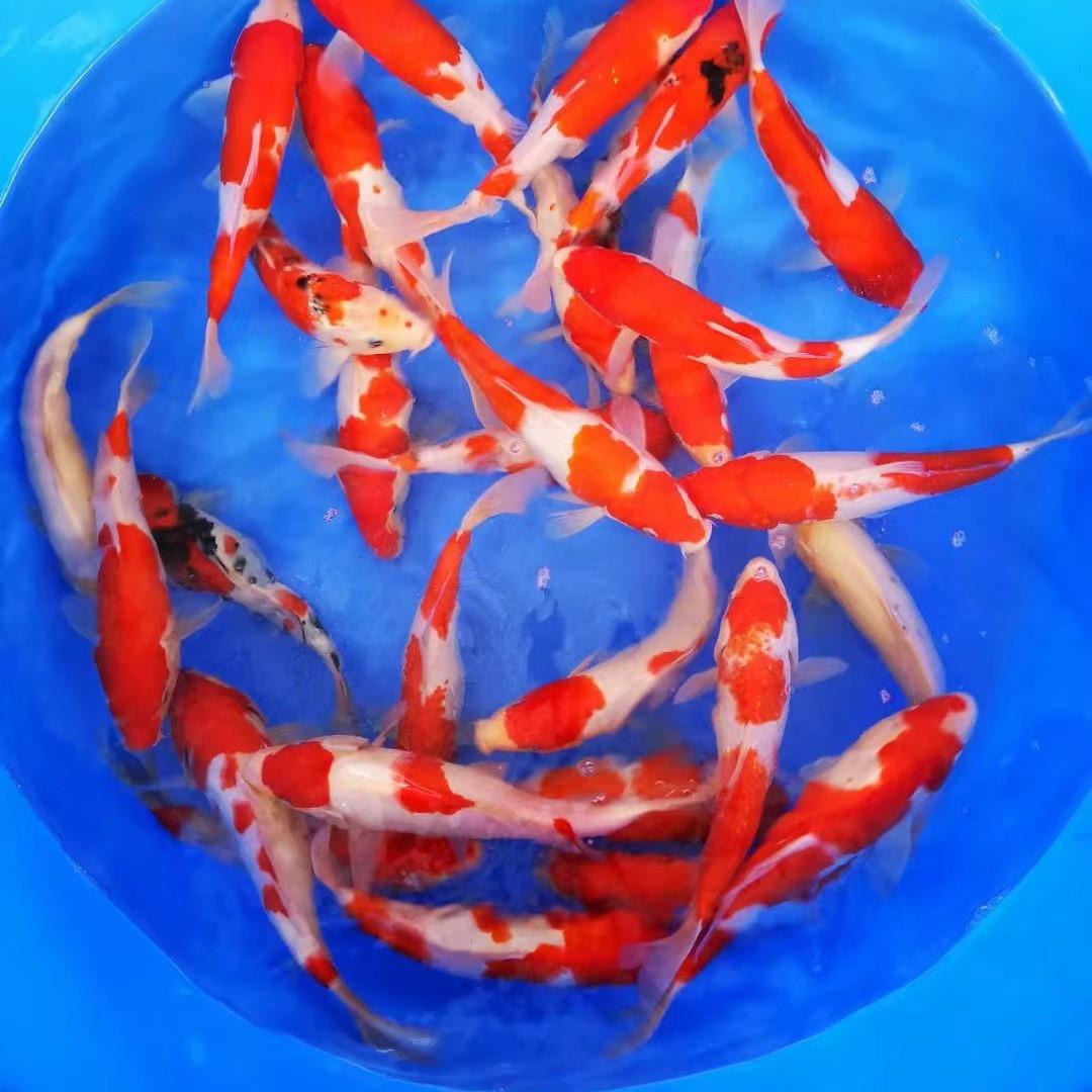 鱼欢水