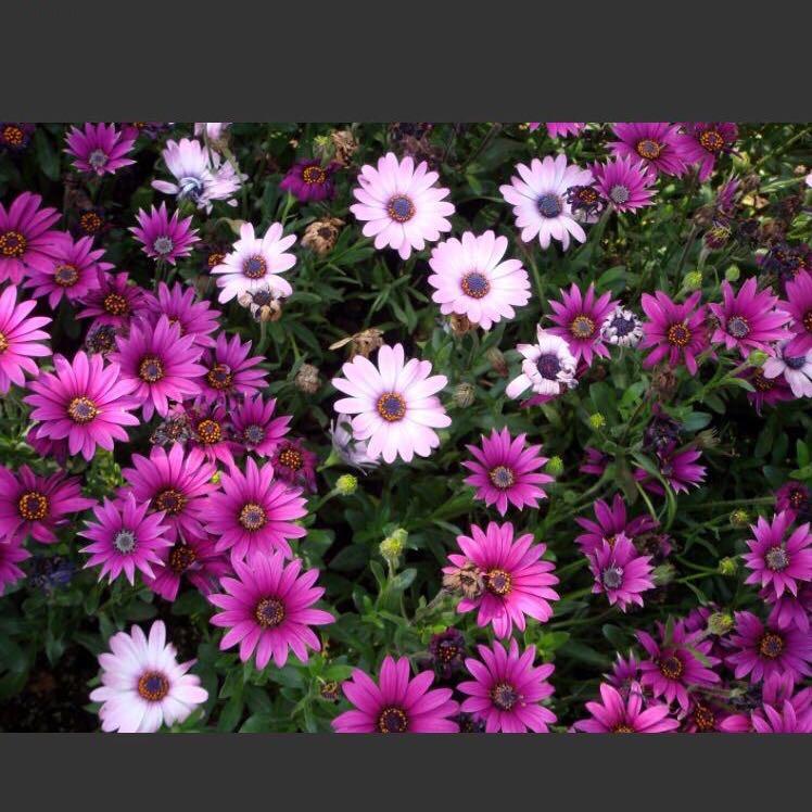芳菲