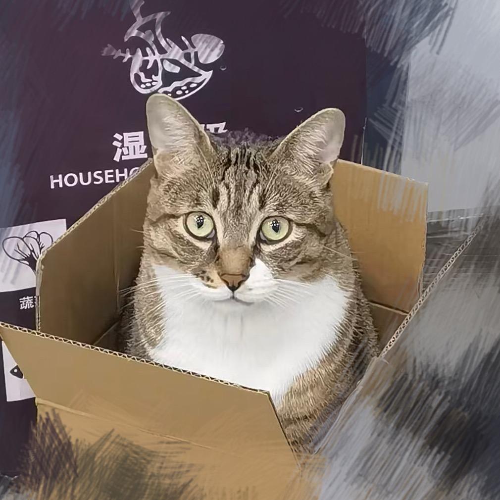 不止一二三只喵