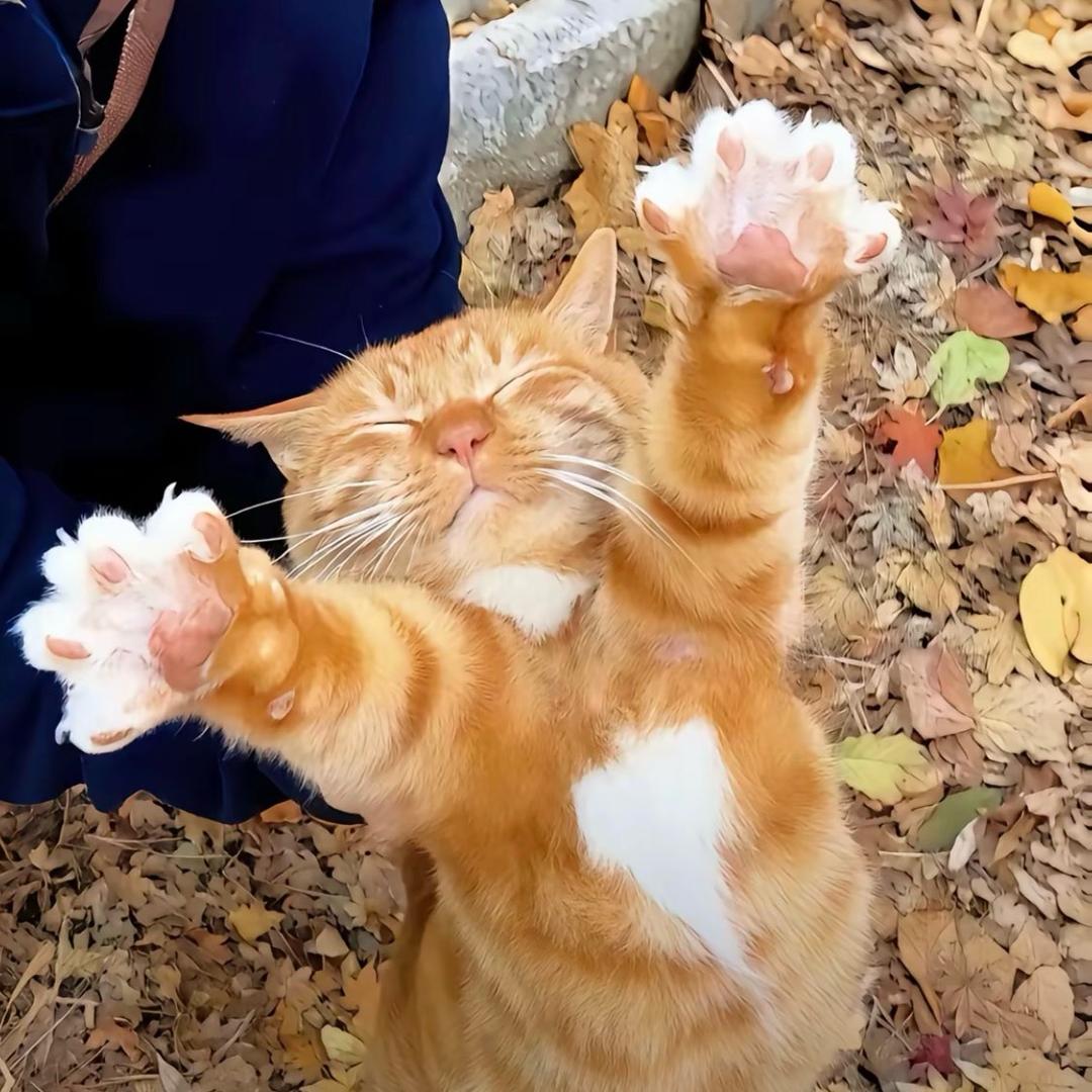 Qq
