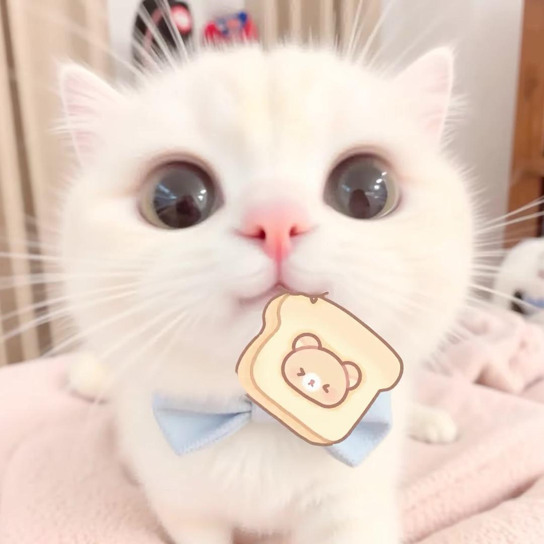 也许