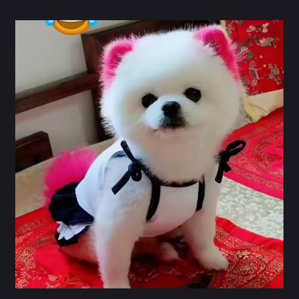萌宠王子