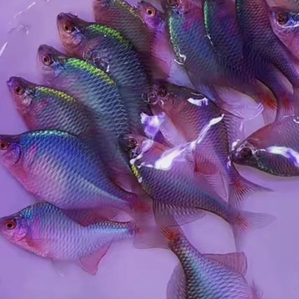 金金水族