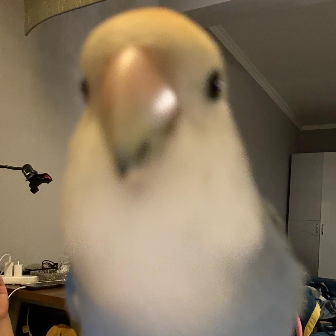 金啵啵