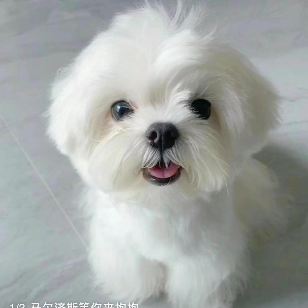 乐宠相伴（要🐶丝聊）