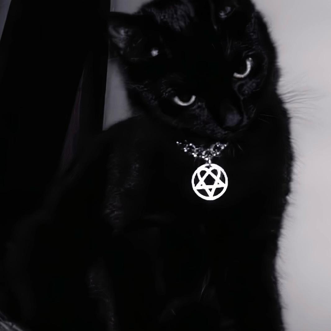 与政的猫