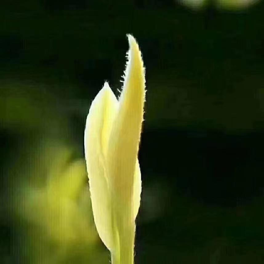 安吉早春茶场