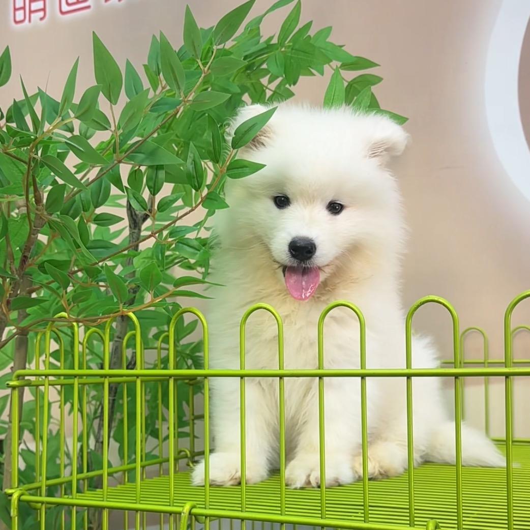 汪客萨摩耶精选