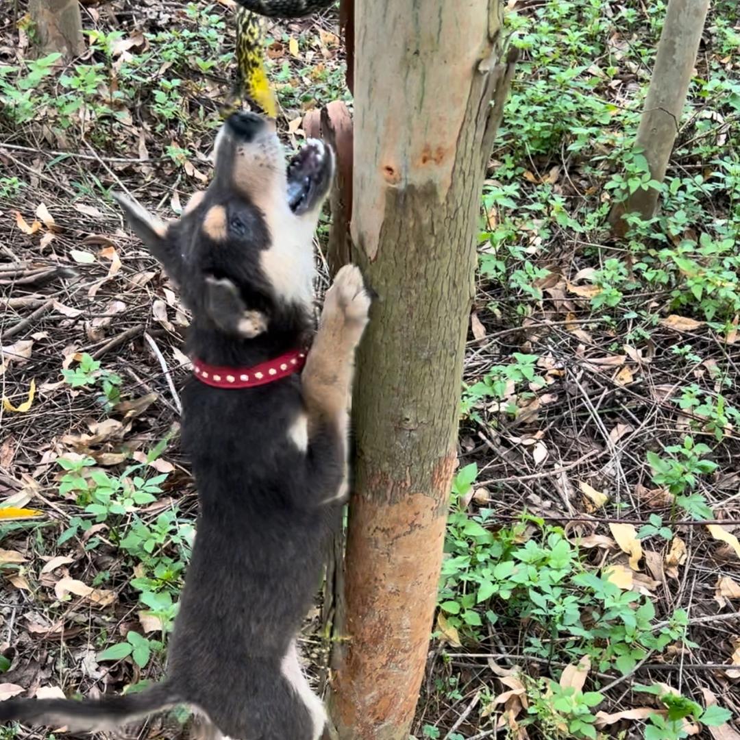 原创猎犬王
