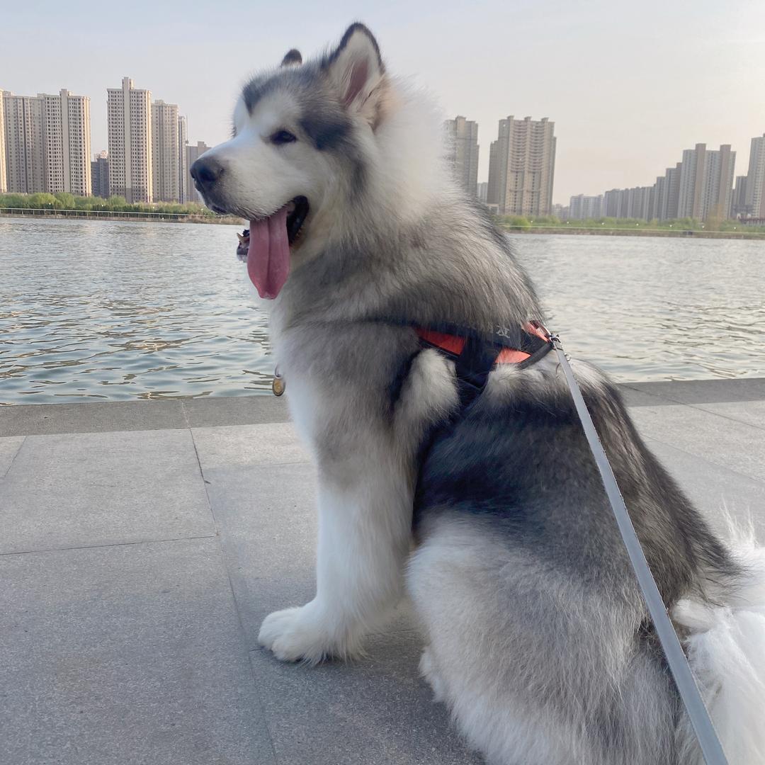 香香不是孙尚香