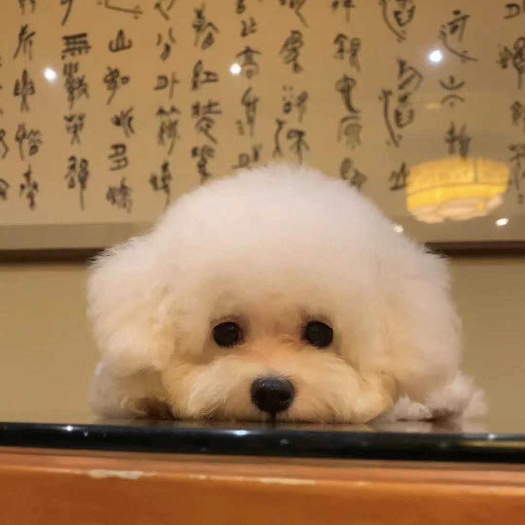 当当当就是只小可爱