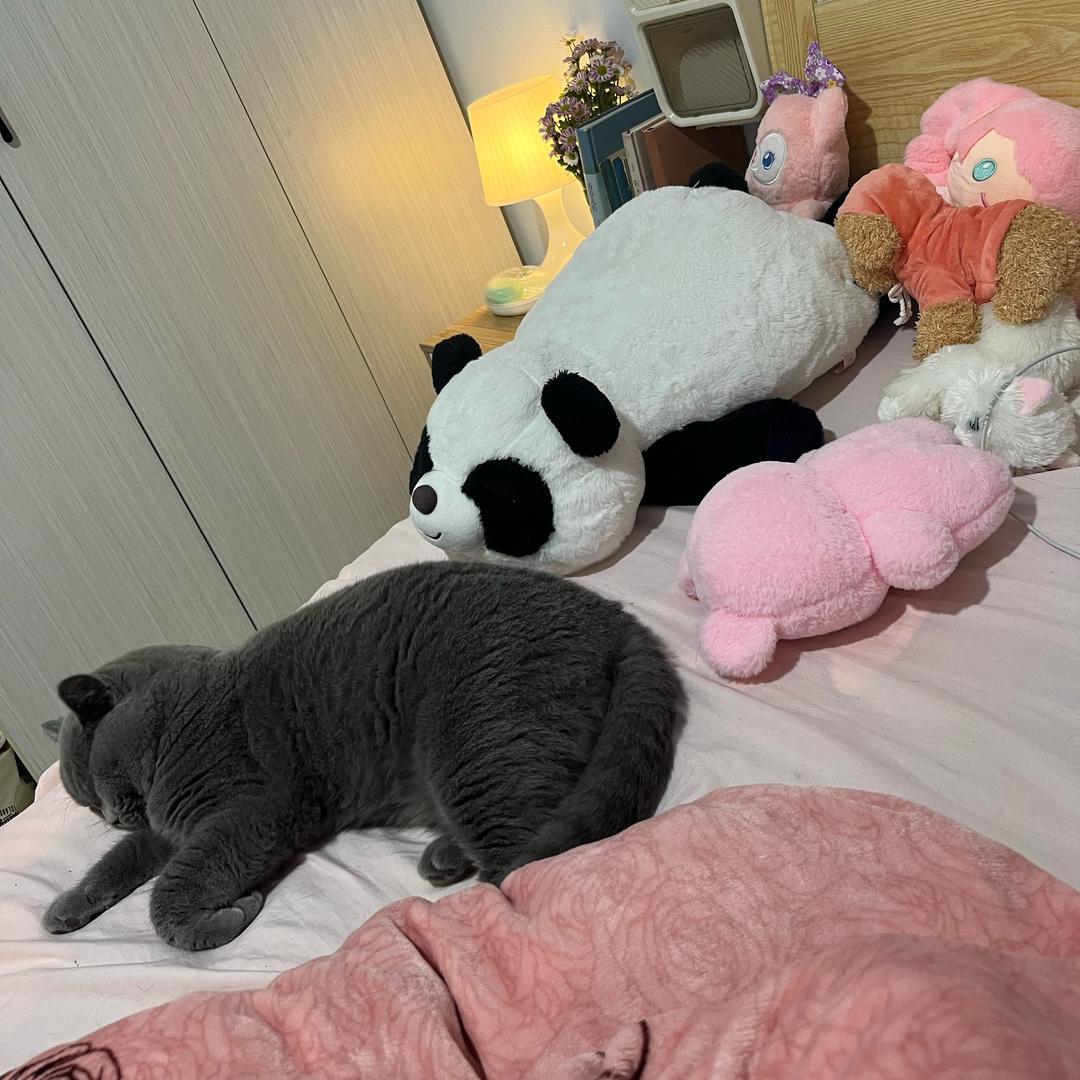 小杨被偷走啦