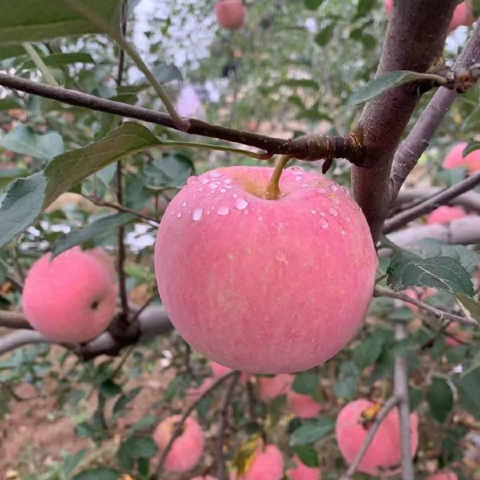 陕西苹果香