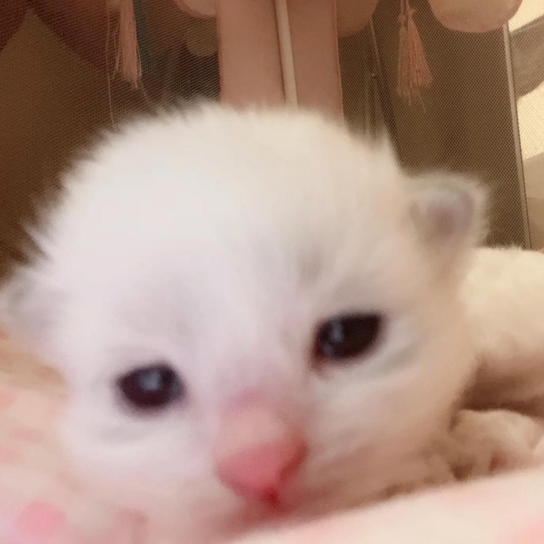 螺蛳粉大王