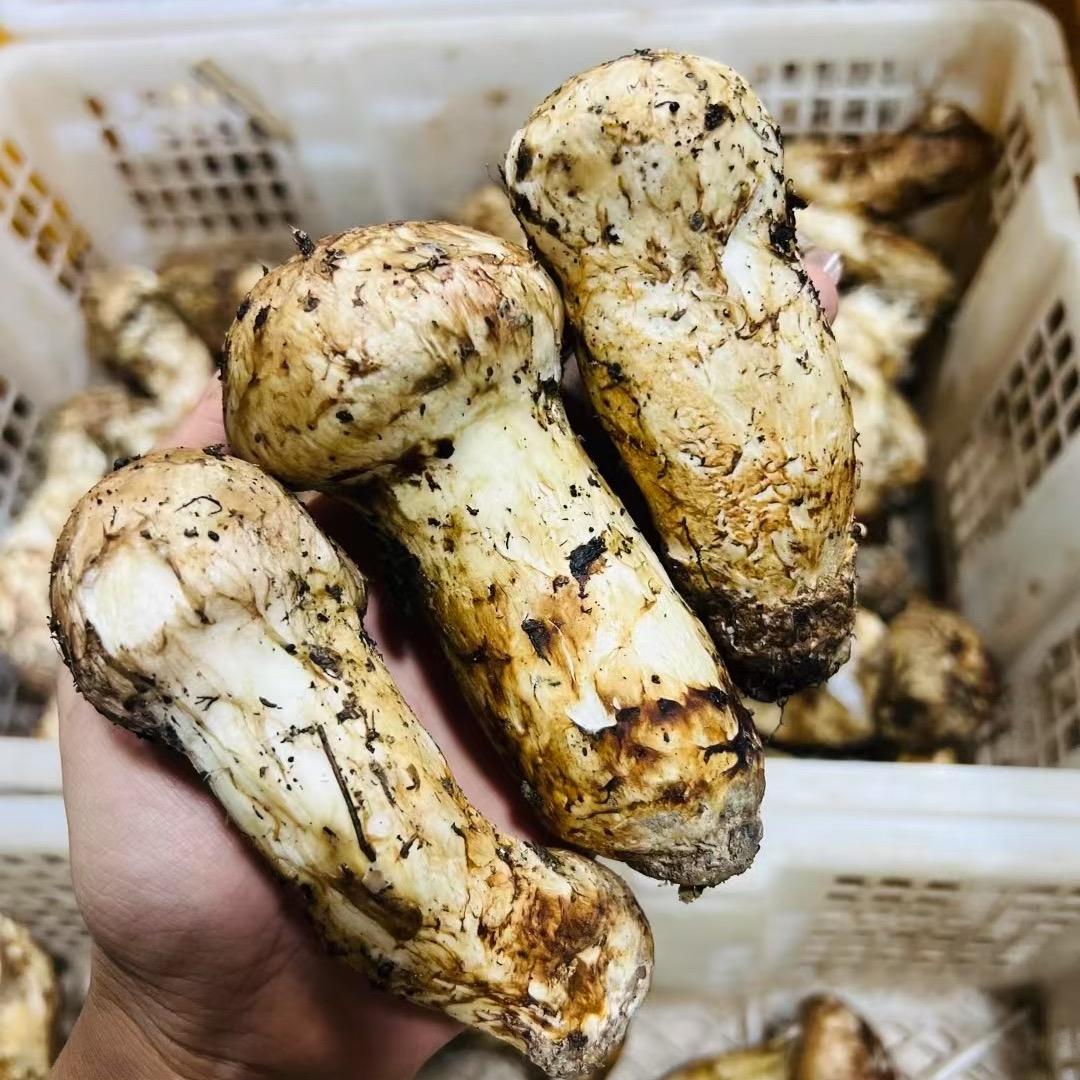 云滇好物