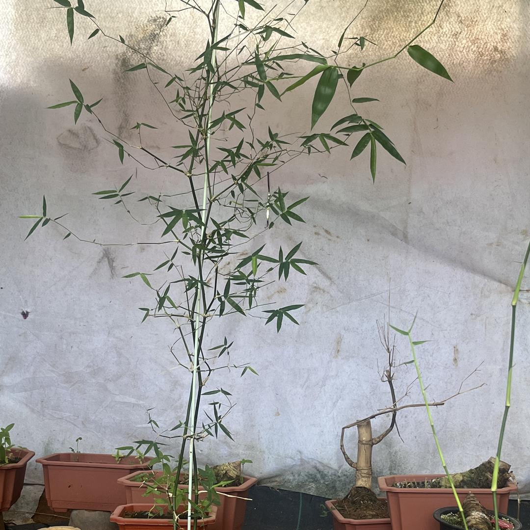 粤众绿植