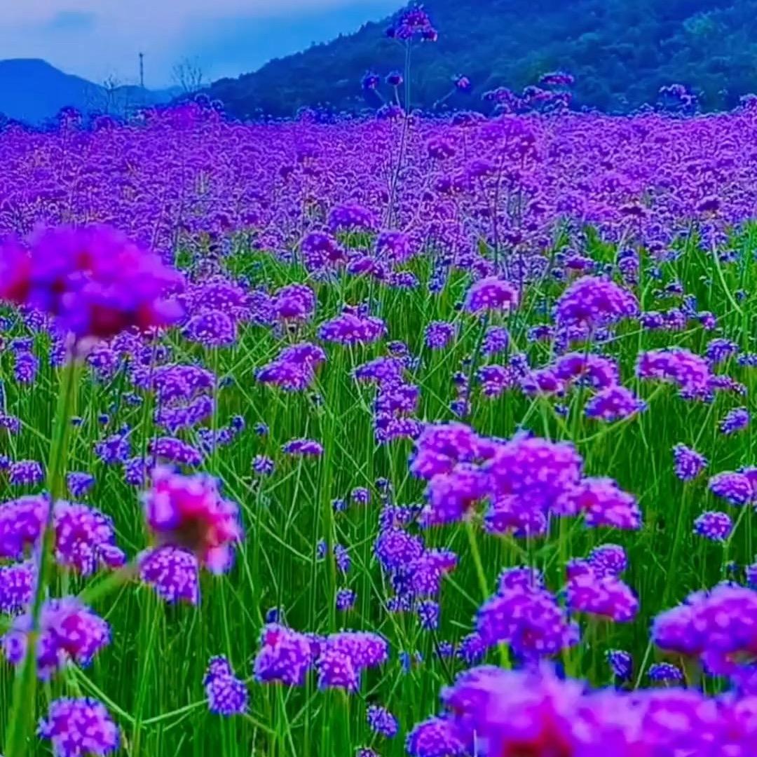 龙哥
