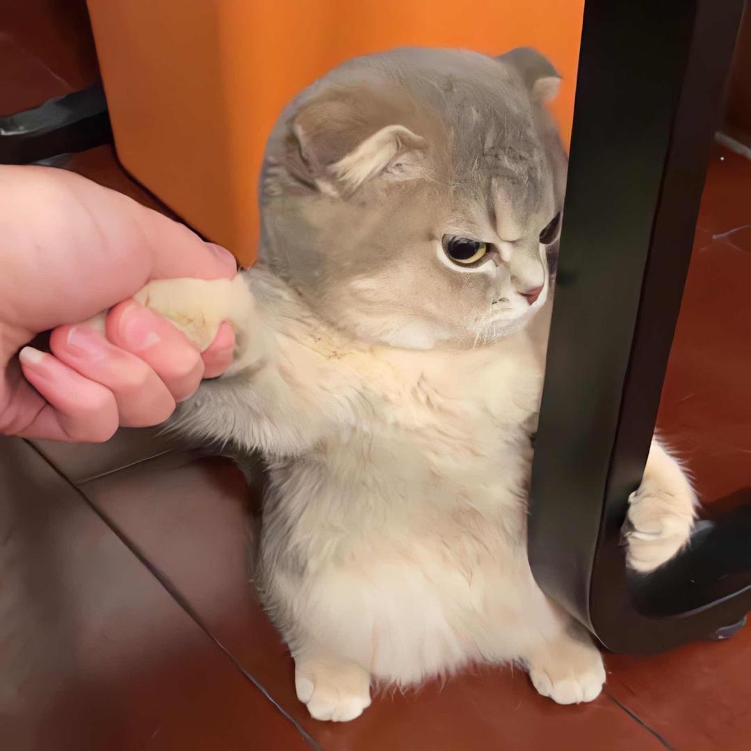 🐑（不吃香菇版）