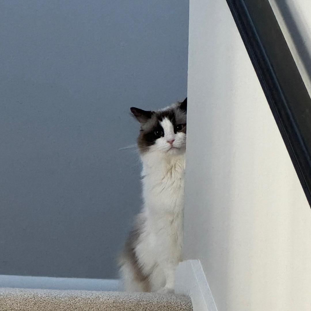 𝓦𝓐𝓝_-