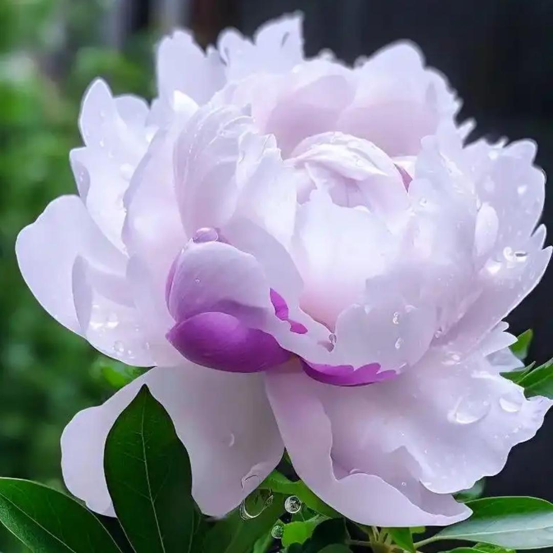 赏客花神