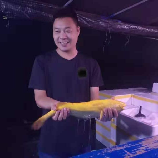 一尾金黄鱼