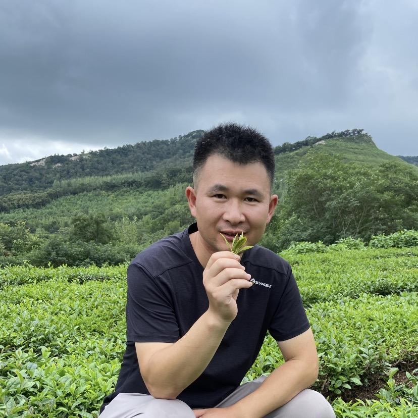 日照绿茶福园春