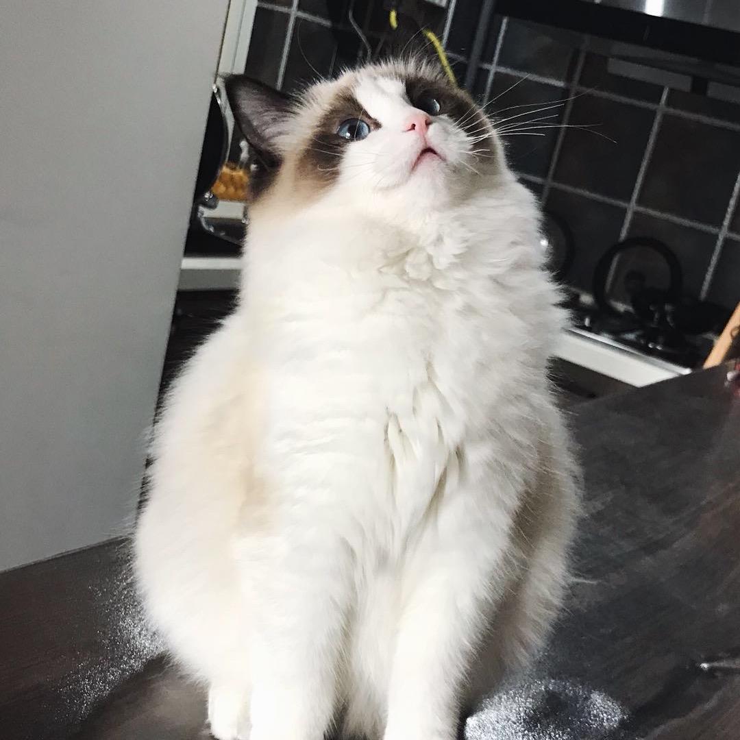 奶酪的小后妈❤️