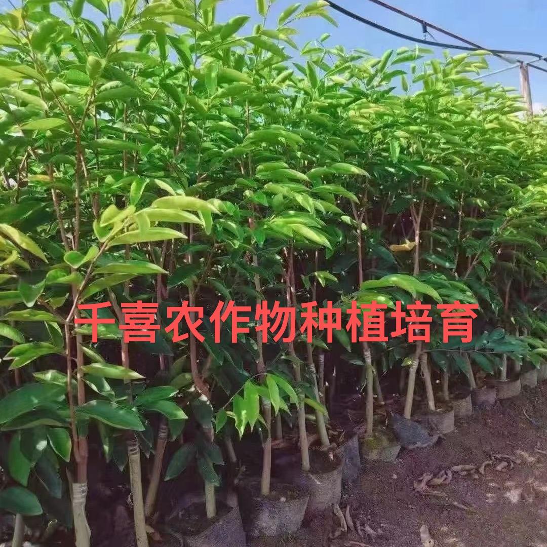 千喜椅楠农作物栽培服务